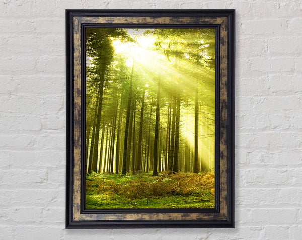 Green Woods Framed Print