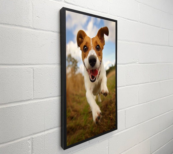 Jack Russell Jump