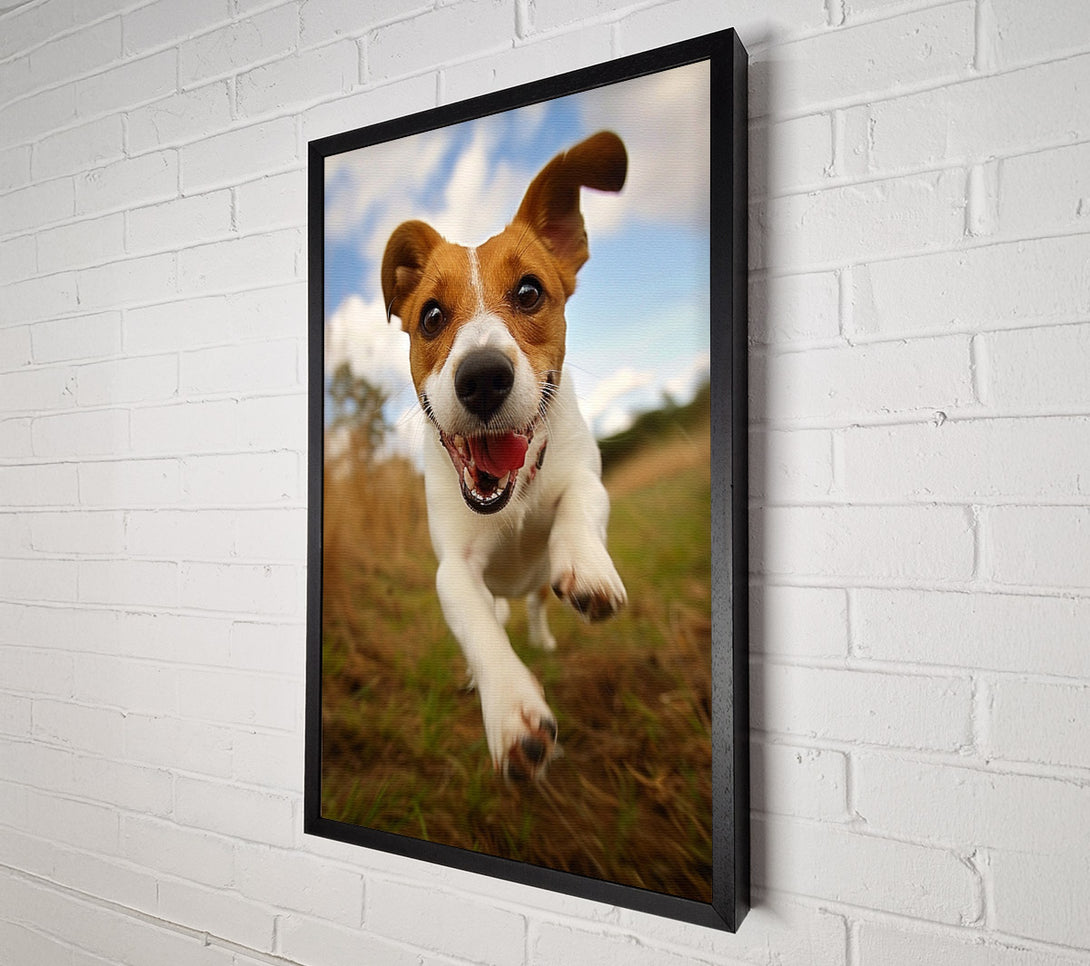  A Canvas Print of Jack Russell Jump Canvas Print