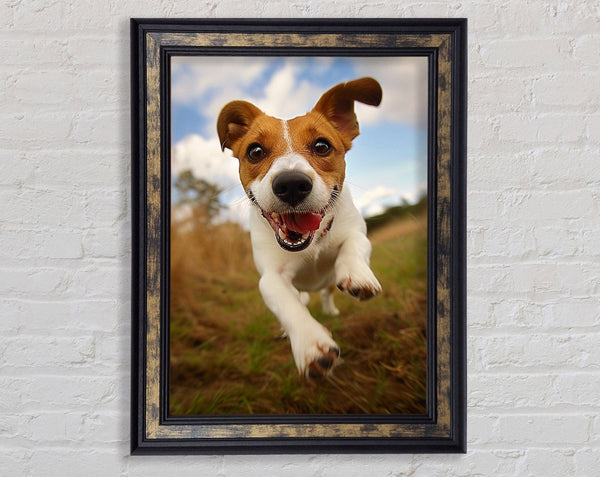 Jack Russell Jump Framed Print