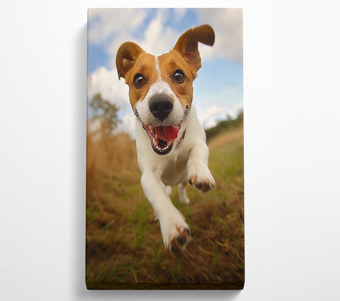  A Canvas Print of Jack Russell Jump Canvas Print