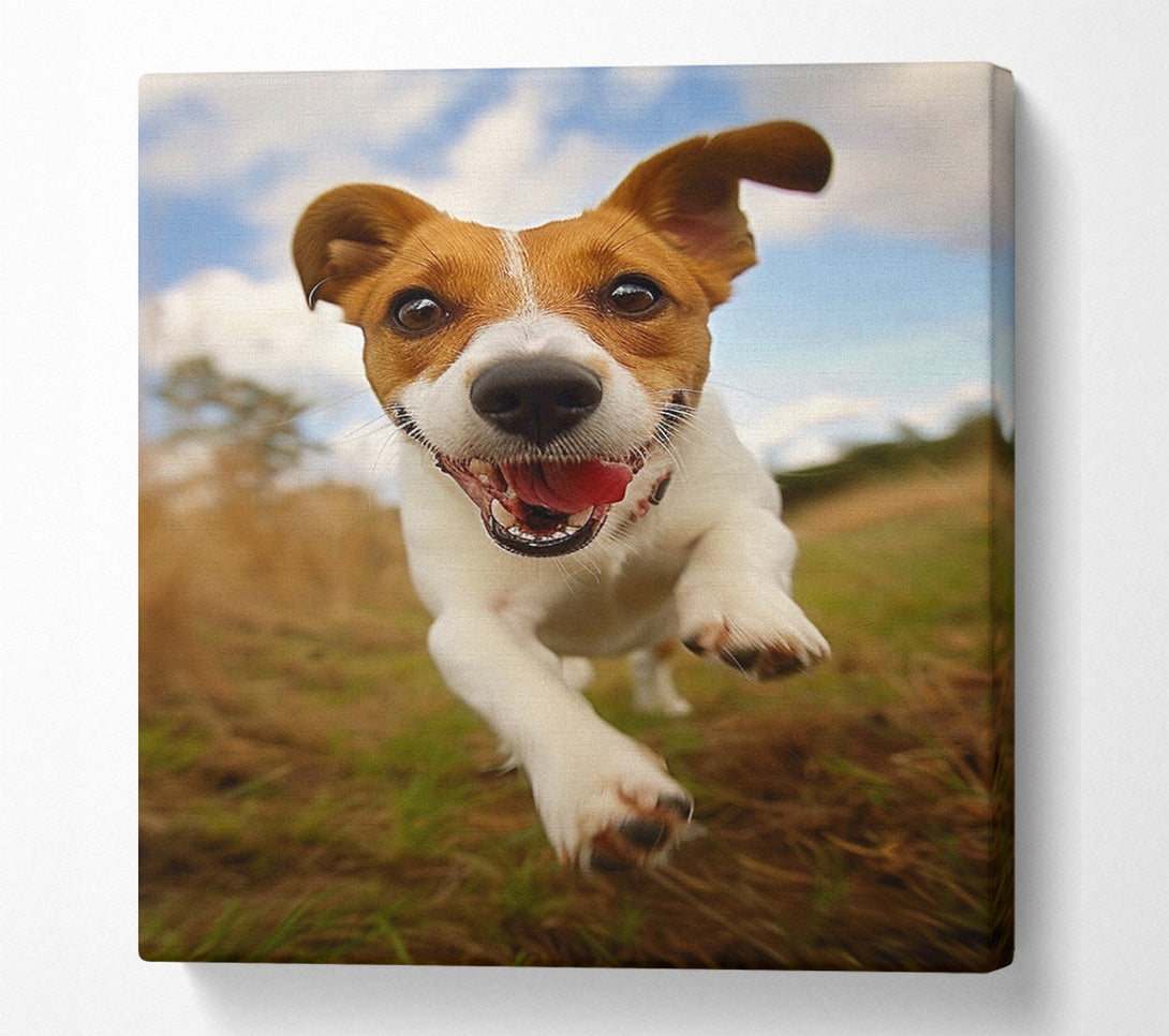  A Canvas Print of Jack Russell Jump Canvas Print