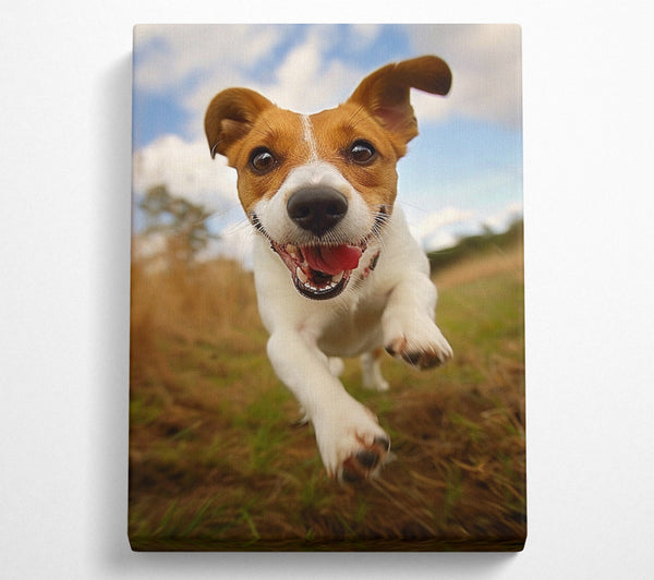  A Canvas Print of Jack Russell Jump Canvas Print