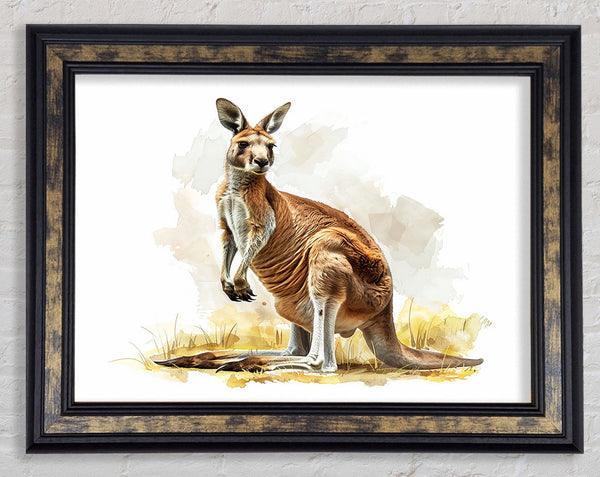 Kangaroo Framed Print