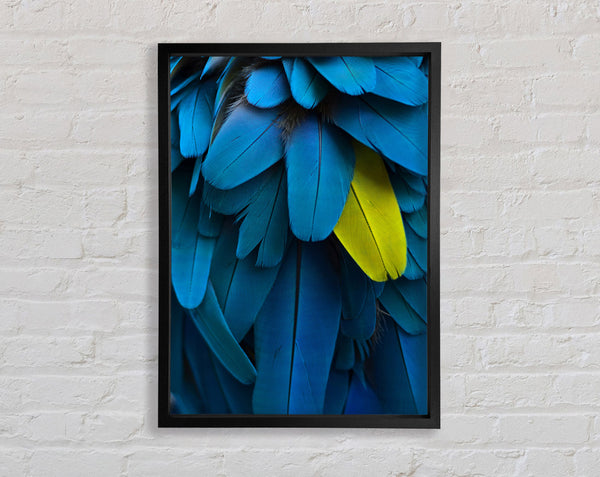 Macro Parrot Feathers Framed Print