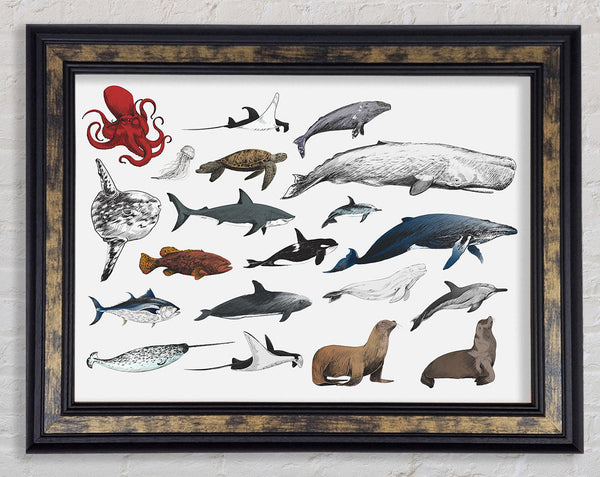 Marine Life Framed Print