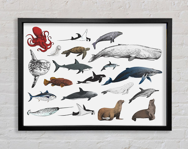 Marine Life Framed Print