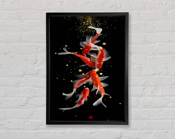 Midnight Black Koi Fish