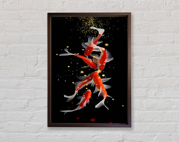 Midnight Walnut Koi Fish