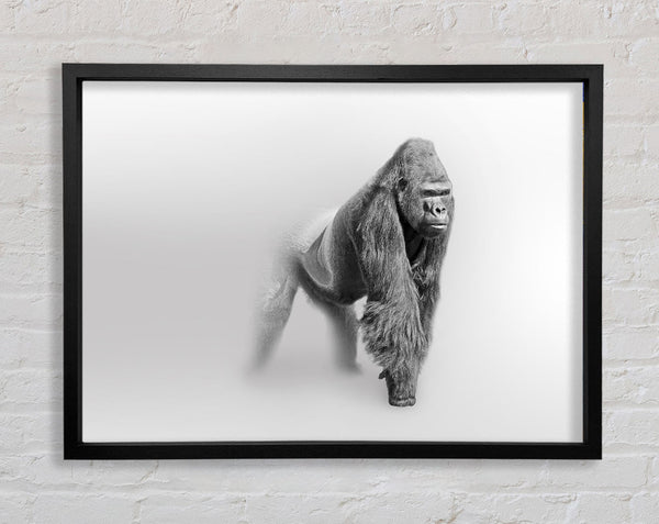 Misty Gorilla Framed Print