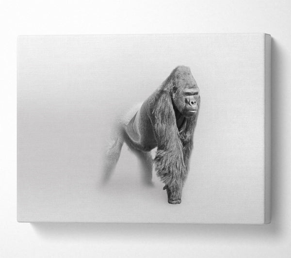  A Canvas Print of Misty Gorilla Canvas Art