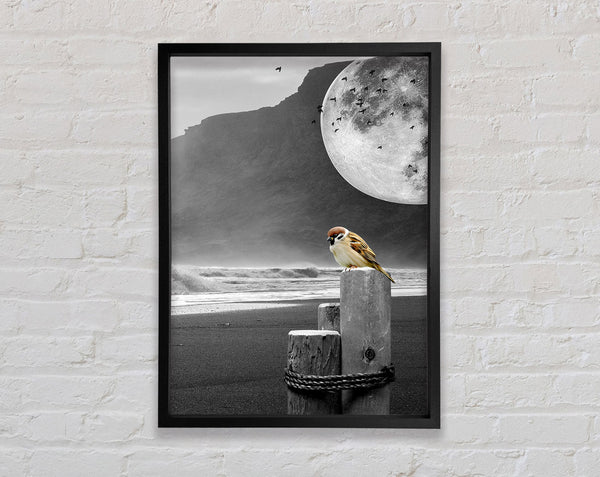 Moon Beach Bird Framed Print