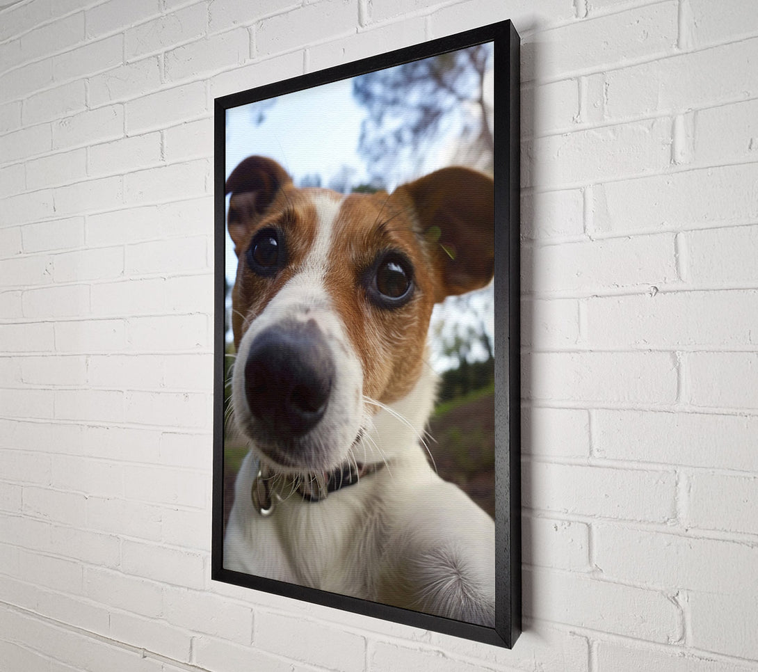  A Canvas Print of Selfie Jack Russell Canvas Print