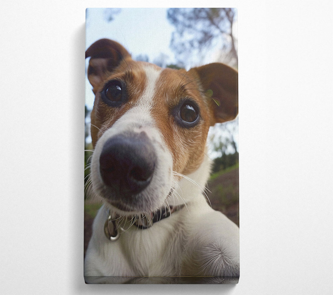  A Canvas Print of Selfie Jack Russell Canvas Print