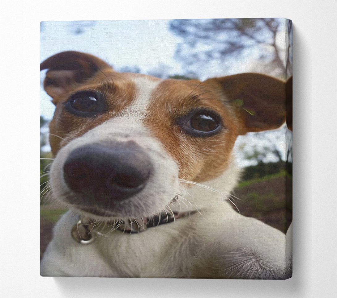  A Canvas Print of Selfie Jack Russell Canvas Print