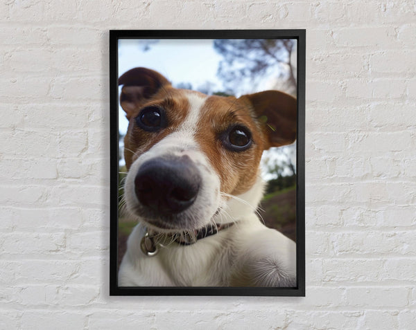 Selfie Jack Russell Framed Print