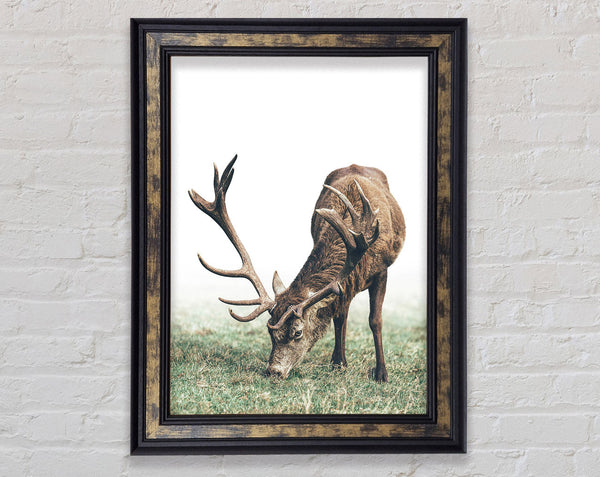 Stag Eating Grass Framed Print
