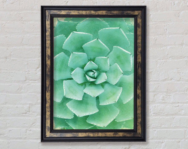 Succulent Framed Print