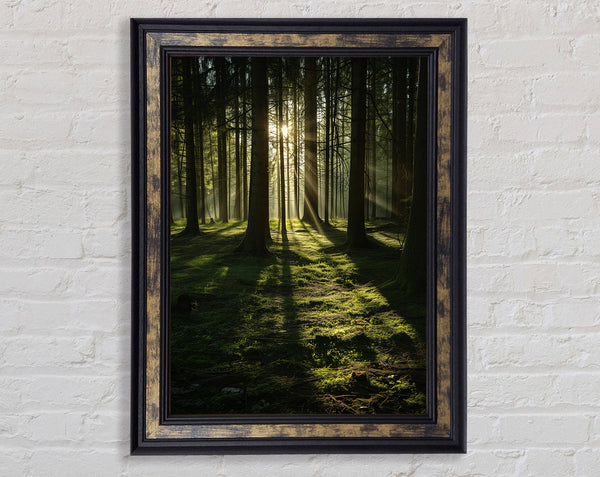 Sun Beaming Through The Trees Framed Print