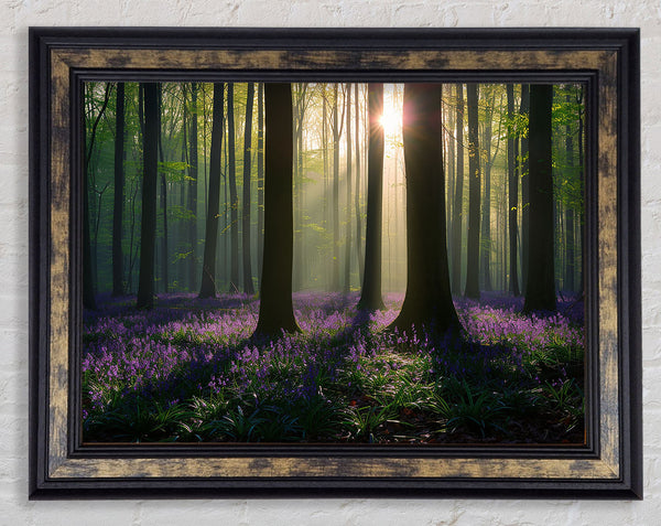 Sun Slipping Through The Trees Framed Print