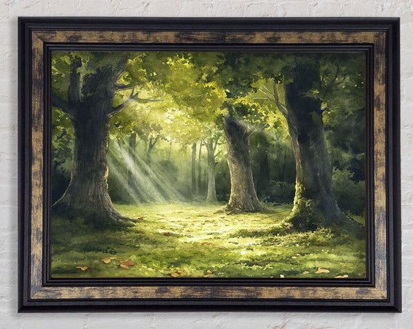 Sunlight Through The Trees Framed Print