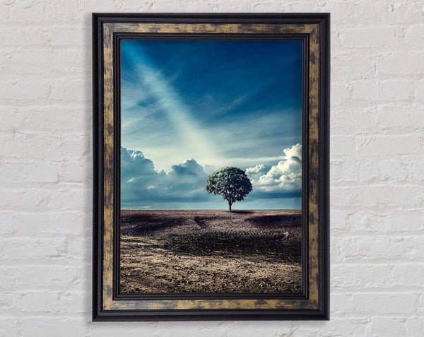 Sunray On A Tree Framed Print