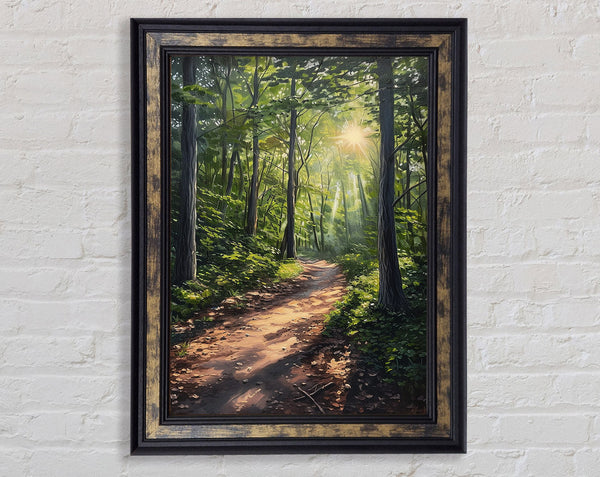 Sunrays Through The Woods Framed Print