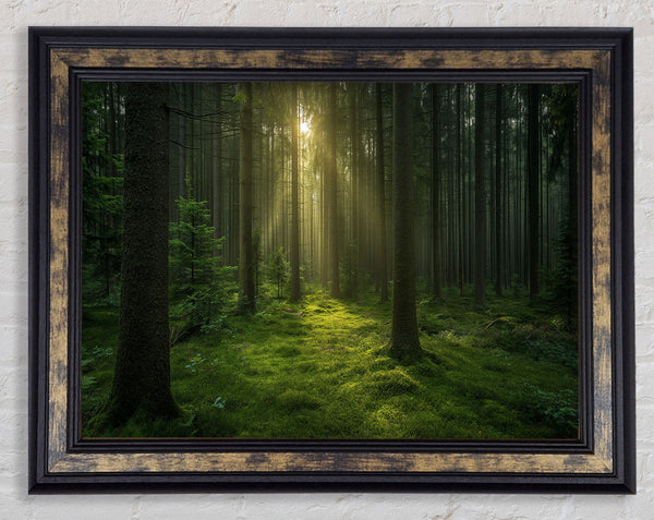 Sunset Through The Woods Framed Print