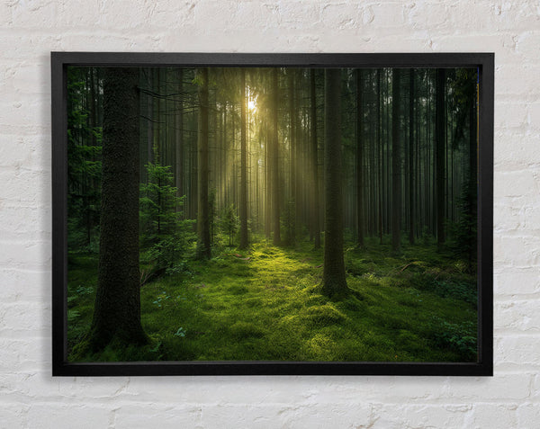 Sunset Through The Woods Framed Print