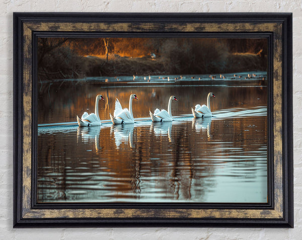 Swan Pond Framed Print