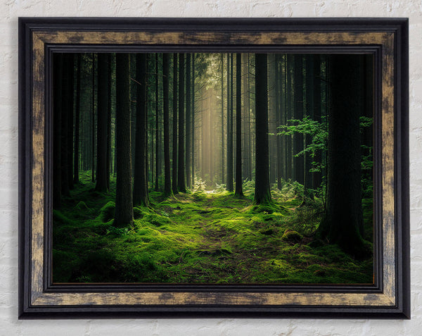 Tall Trees Of The Forest Framed Print