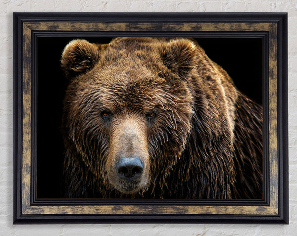 The Bear Framed Print