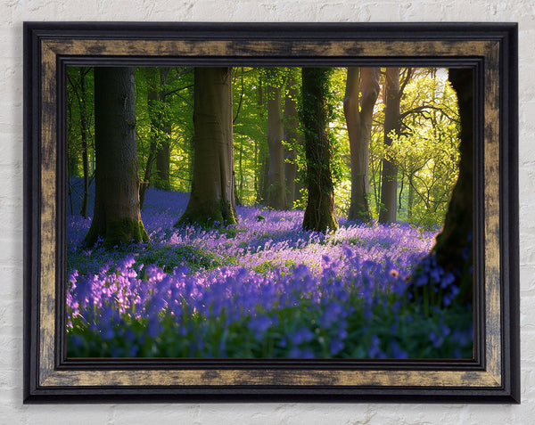 Tranquil Bluebells Framed Print