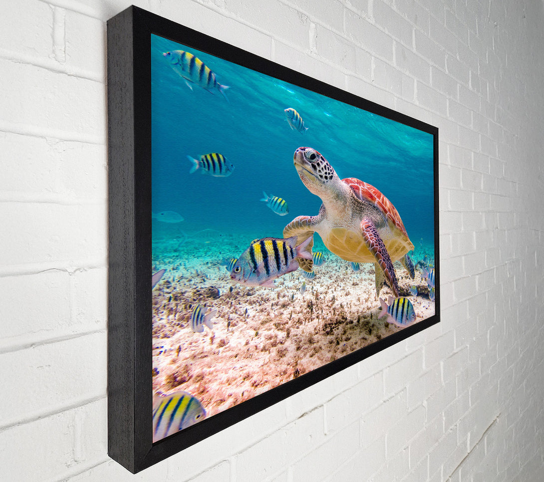  A Canvas Print of Turtle Of The Ocean Canvas Print