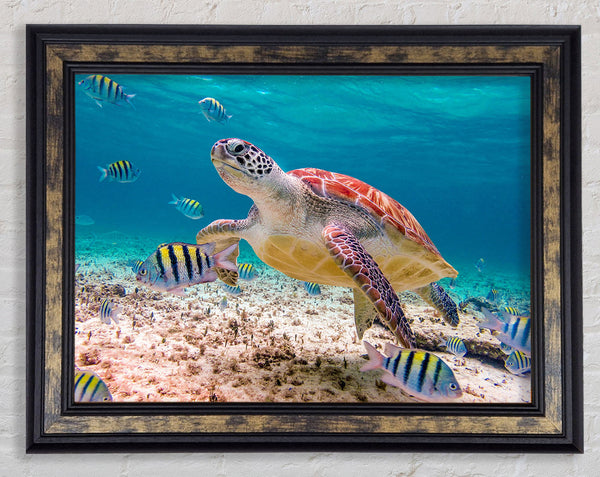 Turtle Of The Ocean Framed Print