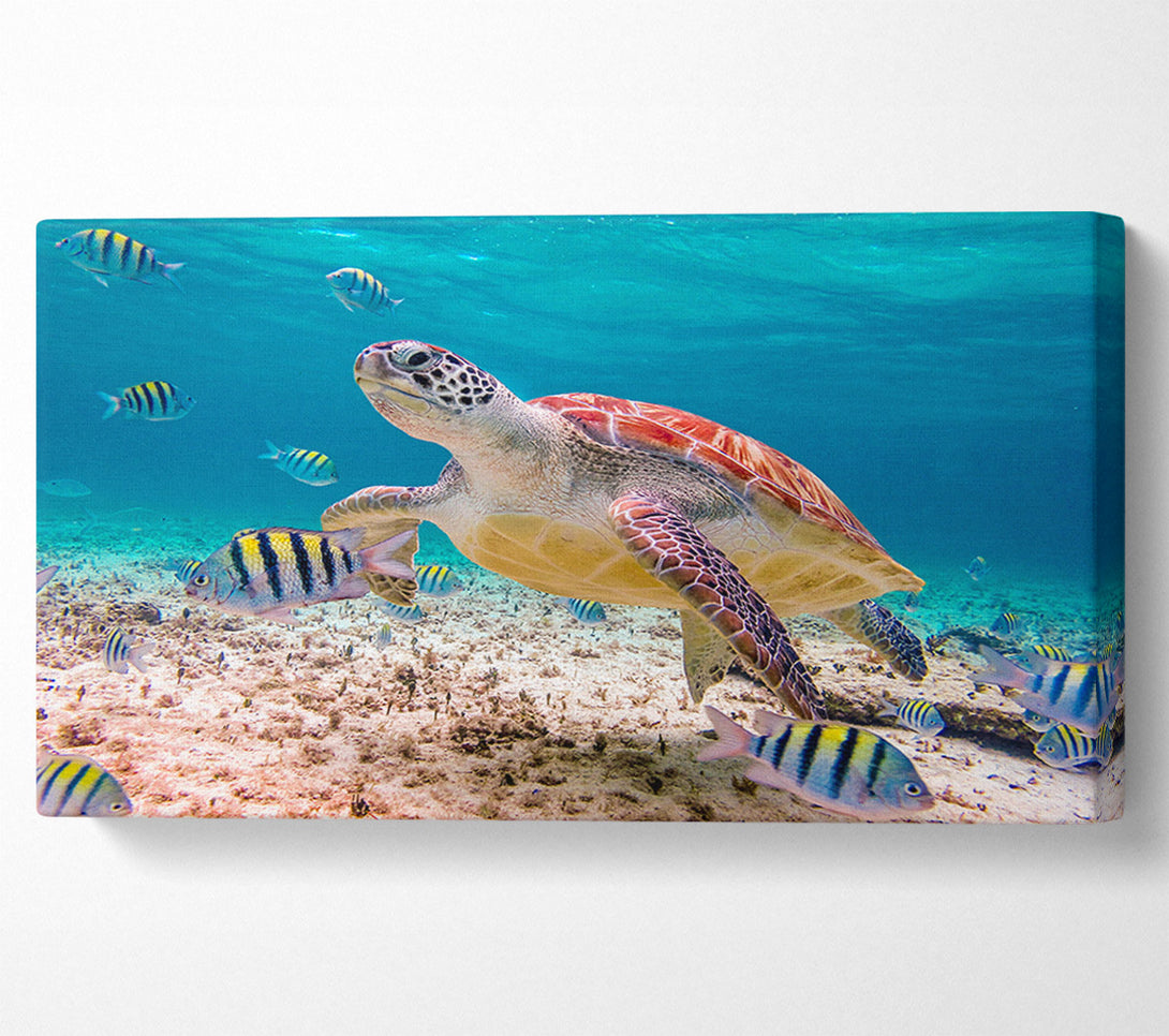  A Canvas Print of Turtle Of The Ocean Canvas Print