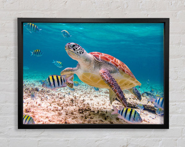 Turtle Of The Ocean Framed Print