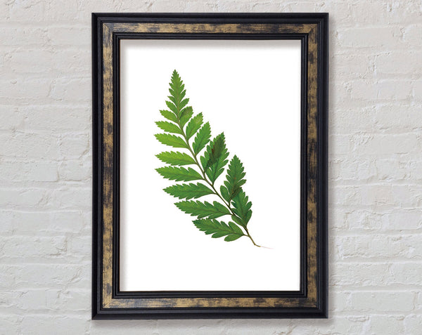Twig Framed Print