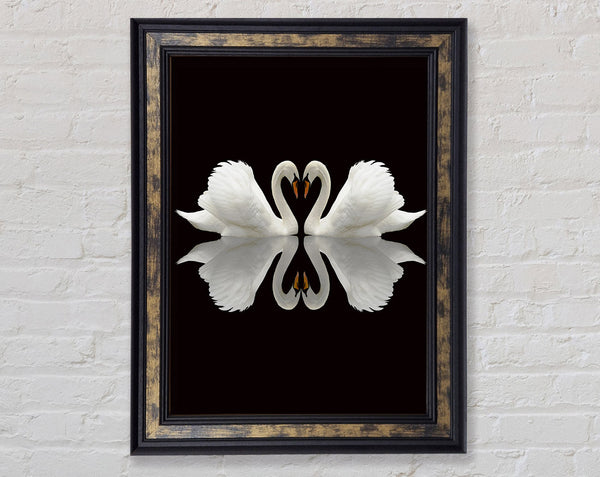 Two Walnut Swans Framed Print