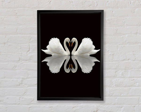 Two White Swans Framed Print