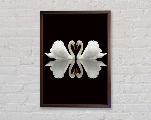 Two Walnut Swans Framed Print
