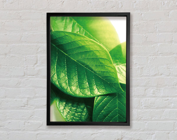 Vibrant Green Leaves Framed Print