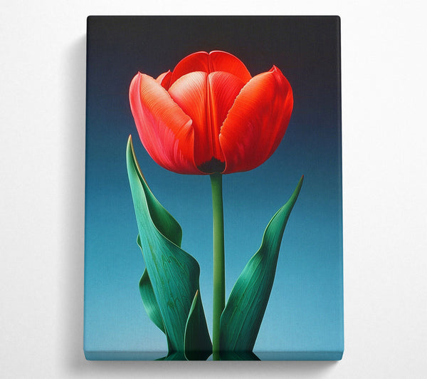  A Canvas Print of Solitary Tulip Canvas Art