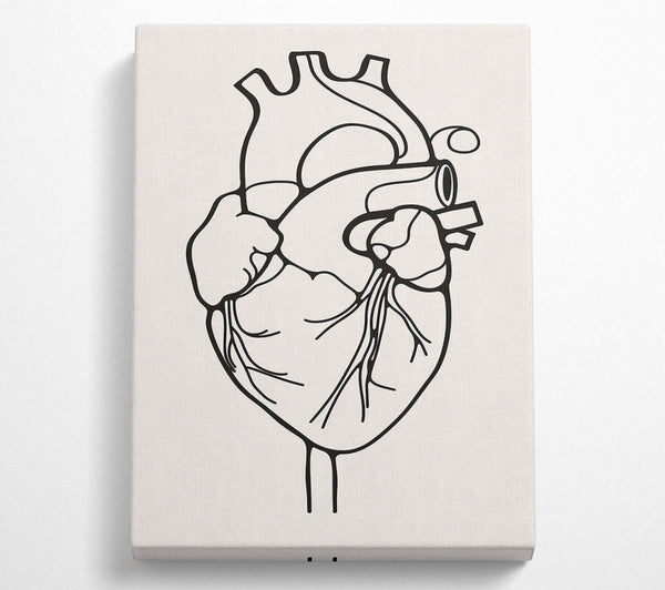  A Canvas Print of The Anatomy Of The Heart Canvas Print