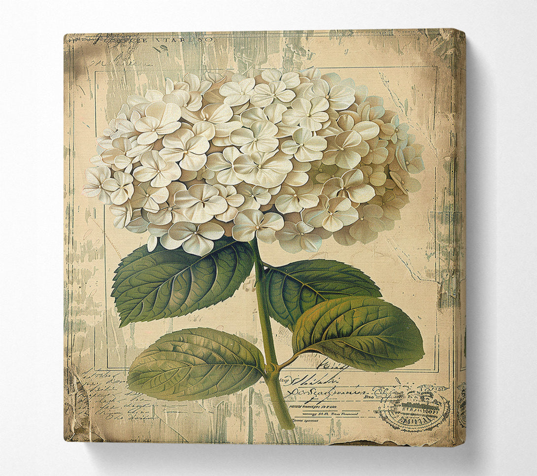  A Canvas Print of Vintage White Hydrangea Canvas Art