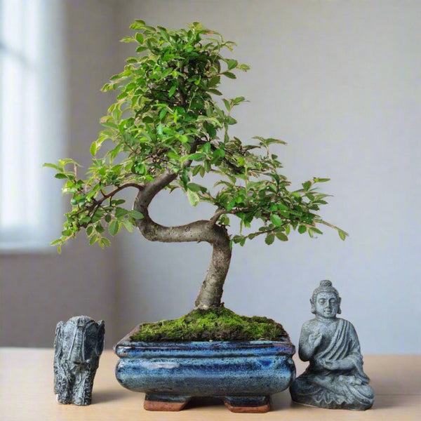 Chinese Elm (Ulmus Parvifolia) Bonsai Tree | Shaped | In 15cm Pot