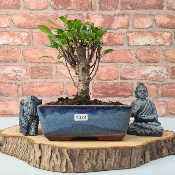 Ficus Microcarpa (Banyan Fig) Indoor Bonsai Tree | Broom | In 15cm Pot