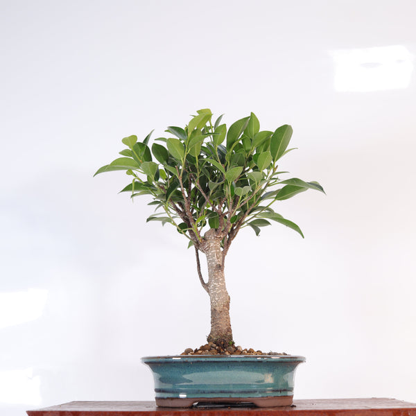 Ficus Microcarpa (Banyan Fig) Indoor Bonsai Tree | Broom | In 16cm Pot | Excellent Gift
