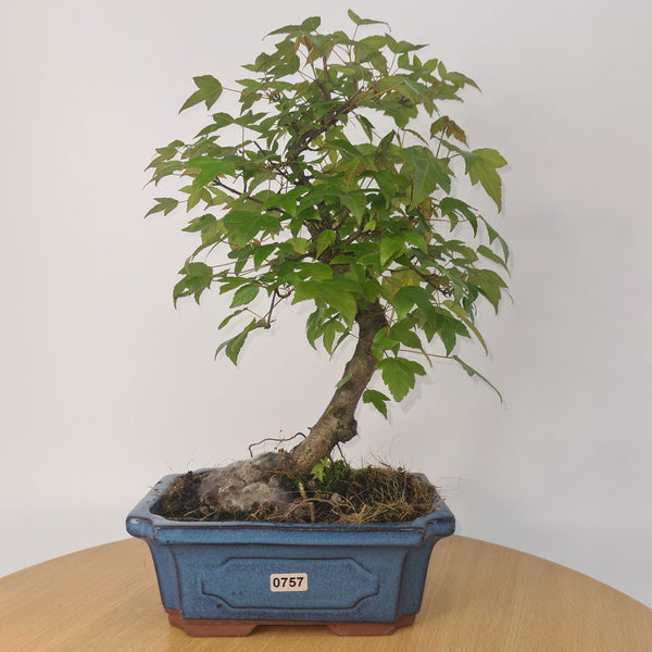 Trident Maple (Acer Buergerianum) Bonsai Tree | Informal Style | In 20cm Pot