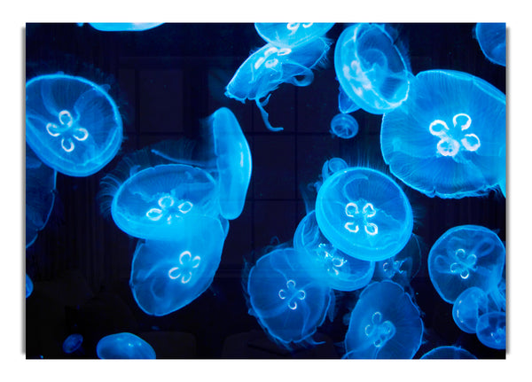 Electric Blue Jellyfish 1